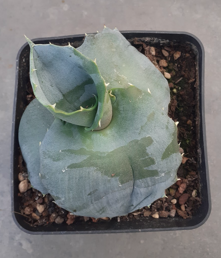 Agave papilio