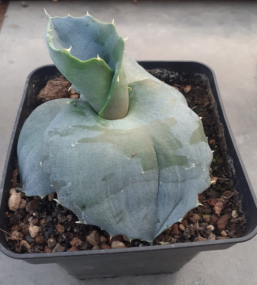 Agave papilio