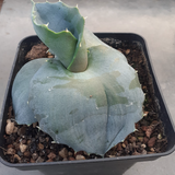 Agave papilio