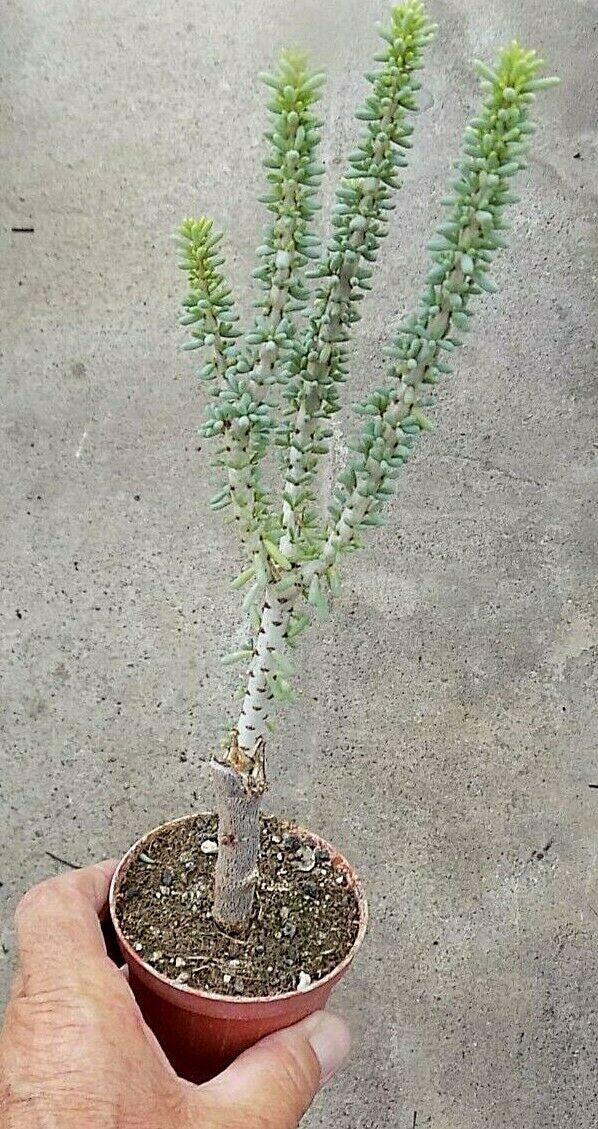 Ceraria Namaquensis resistenza - 0° gradi
