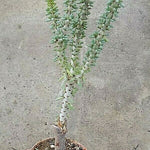 Ceraria Namaquensis resistenza - 0° gradi
