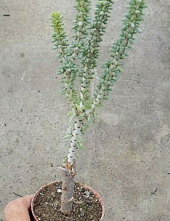 Ceraria Namaquensis resistenza - 0° gradi