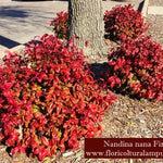 Nandina nana fire power