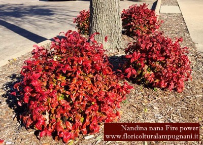 Nandina nana fire power