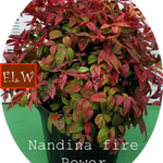 Nandina nana fire power vaso 19