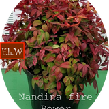 Nandina nana fire power vaso 19