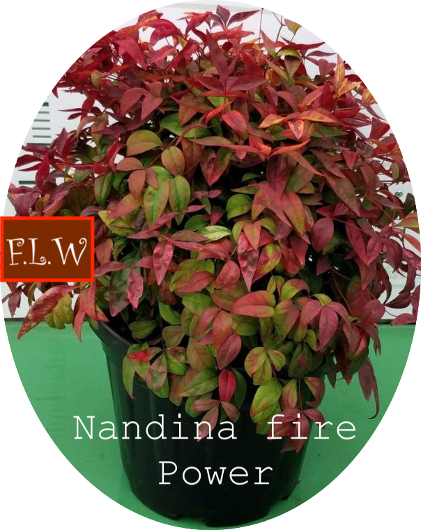 Nandina nana fire power vaso 19
