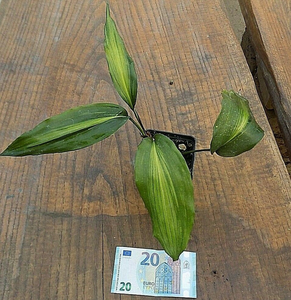 Aspidistra zongbayi yunnan sunbeam
