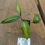 Aspidistra zongbayi yunnan sunbeam