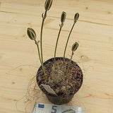Albuca Longifolia