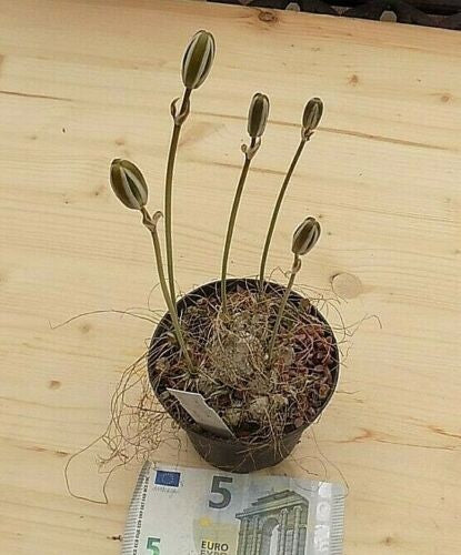 Albuca Longifolia