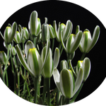 Albuca Longifolia