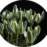 Albuca Longifolia