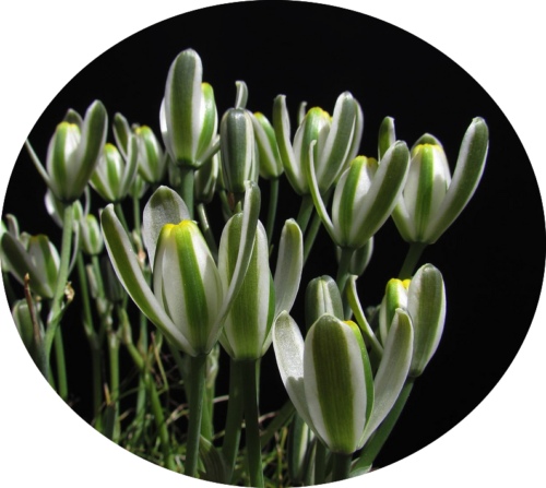 Albuca Longifolia