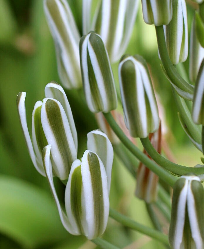 Albuca Longifolia