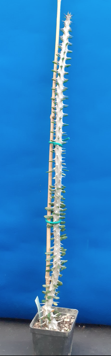 Alluadia Procera  cm 25/30