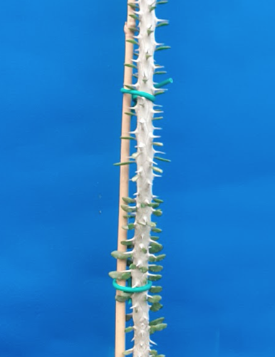 Alluadia Procera  cm 25/30
