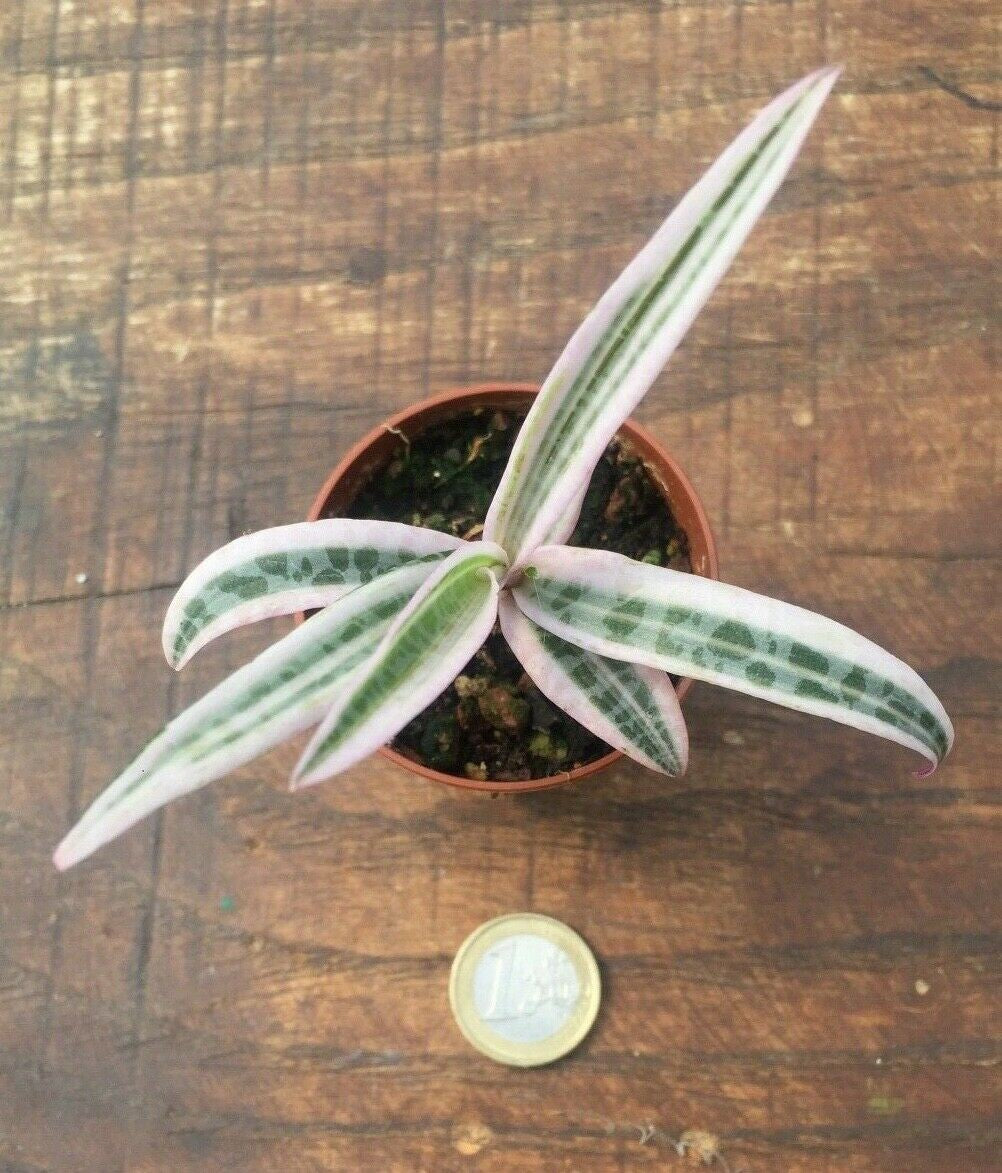 scilla violacea variegata