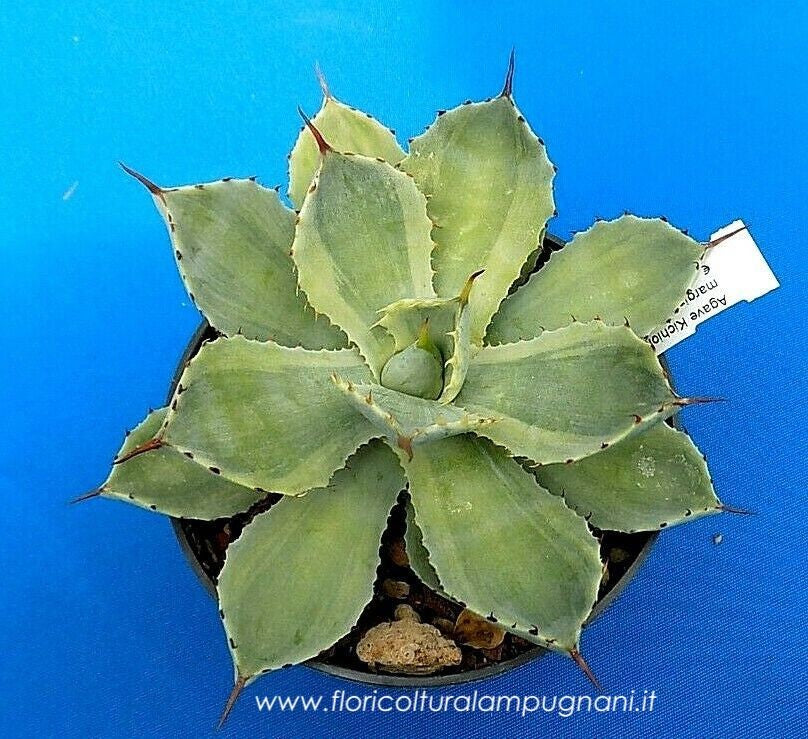 Agave potatorum cv. Kichijokan marginata