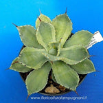 Agave potatorum cv. Kichijokan marginata