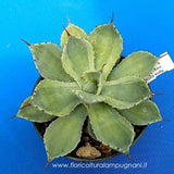 Agave potatorum cv. Kichijokan marginata