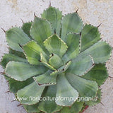 Agave potatorum cv. Kichijokan marginata