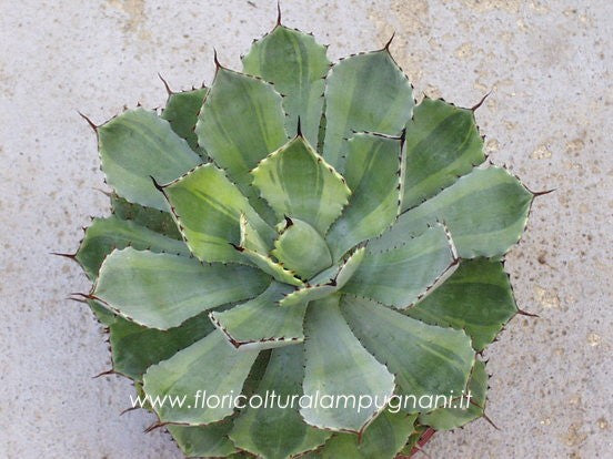 Agave potatorum cv. Kichijokan marginata