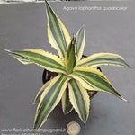 Agave Lophantha quadricolor