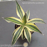 Agave Lophantha quadricolor