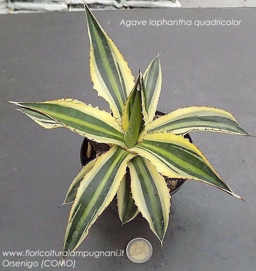 Agave Lophantha quadricolor