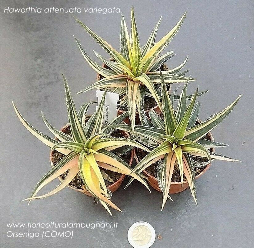 HAWORTHIA VISCOSA X STARKIANA