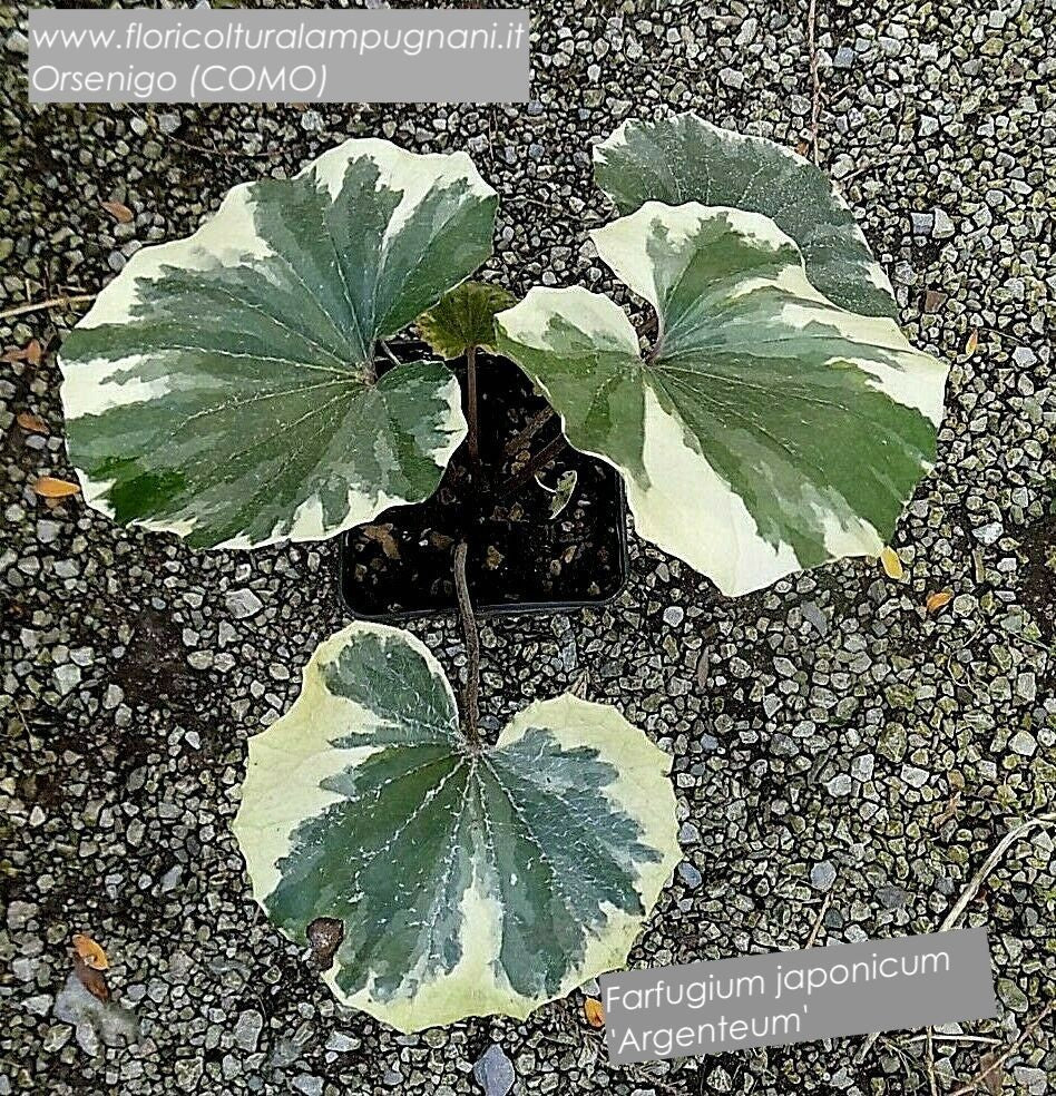 Farfugium Japonicum Argenteum