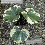 Farfugium Japonicum Argenteum