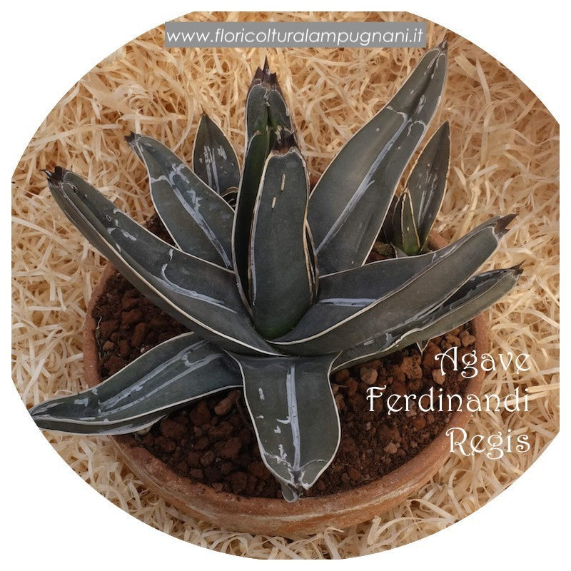 Agave ferdinandii regis -reistenza -12°
