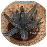 Agave ferdinandii regis -reistenza -12°