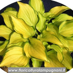 Hosta Cracker Crumbs