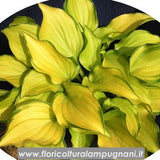 Hosta Cracker Crumbs