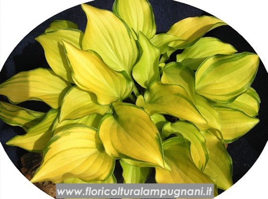 Hosta Cracker Crumbs