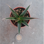 Agave Pelona