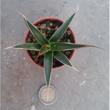Agave Pelona