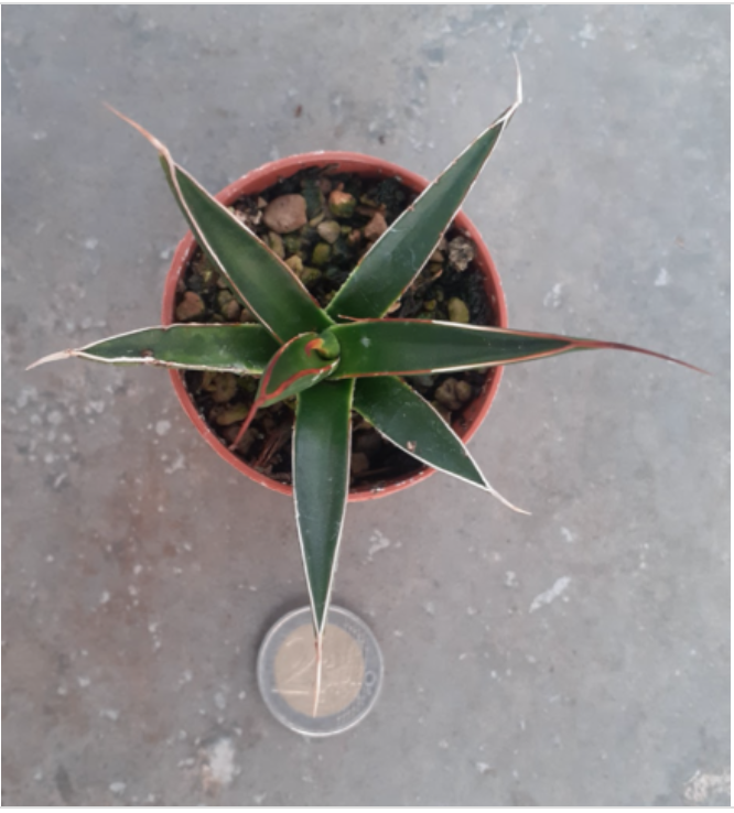 Agave Pelona