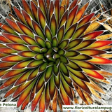 Agave Pelona