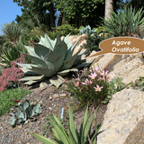 Agave Ovatifolia vaso 5,5