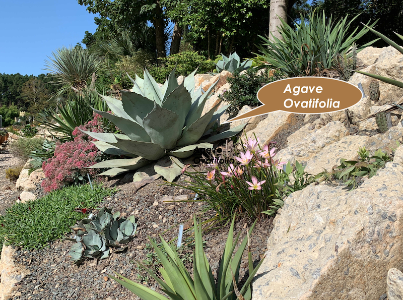 Agave Ovatifolia vaso 5,5
