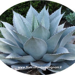 Agave Ovatifolia vaso 5,5