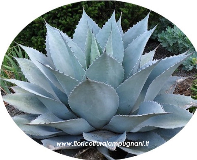 Agave Ovatifolia vaso 5,5