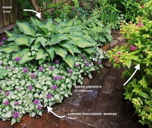Hosta June
