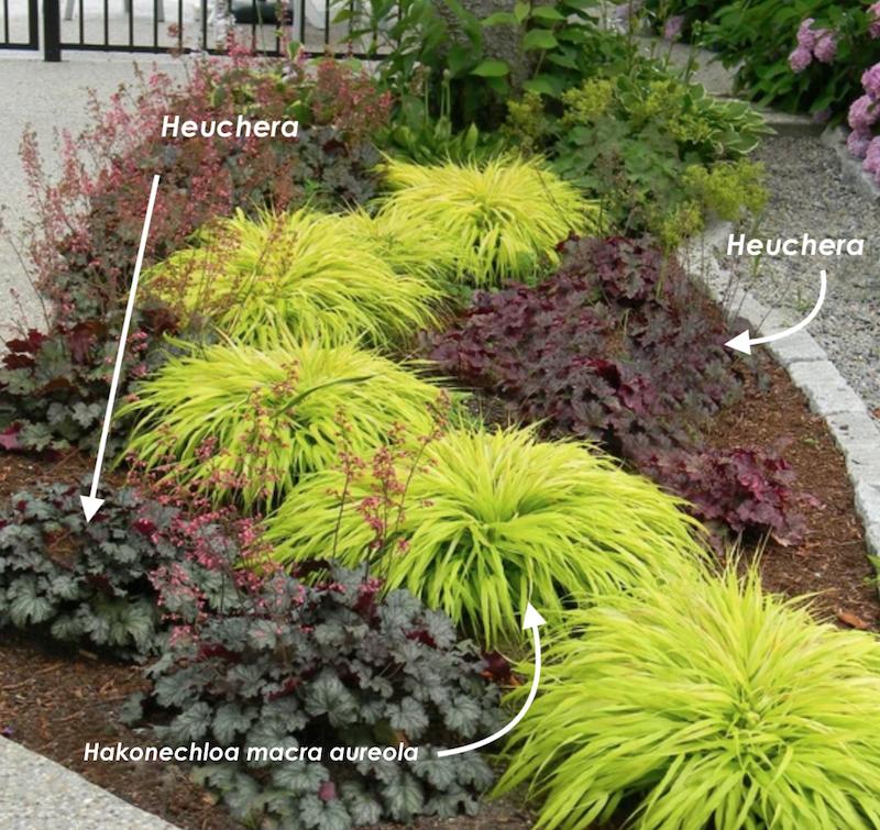 Hakonechloa macra 'Aureola' v.9