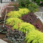 Hakonechloa macra 'Aureola' v.9