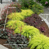 Hakonechloa macra 'Aureola' v.9